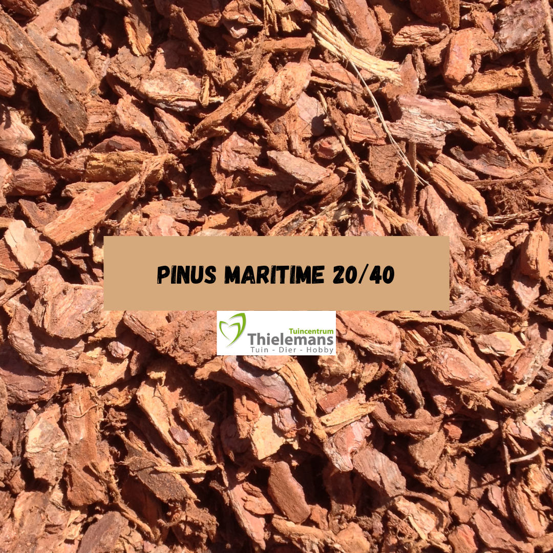 Afbeelding van Pinus maritime 20/40, los gestort