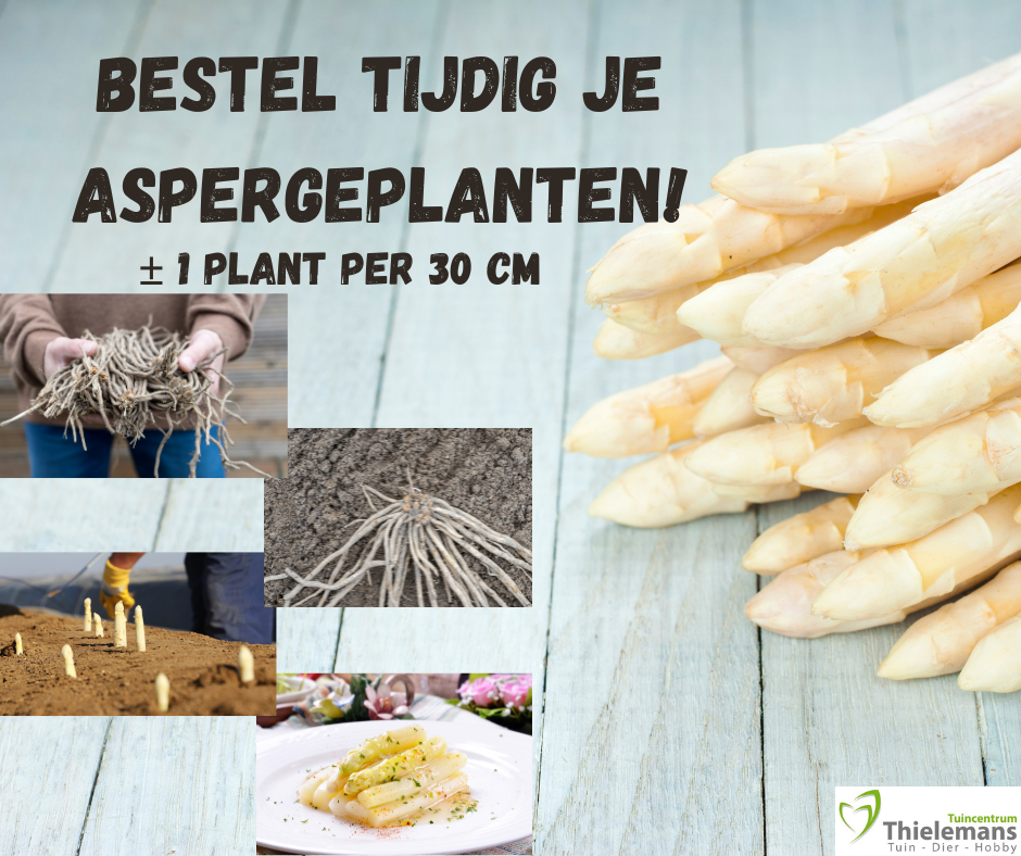 Asperge planten